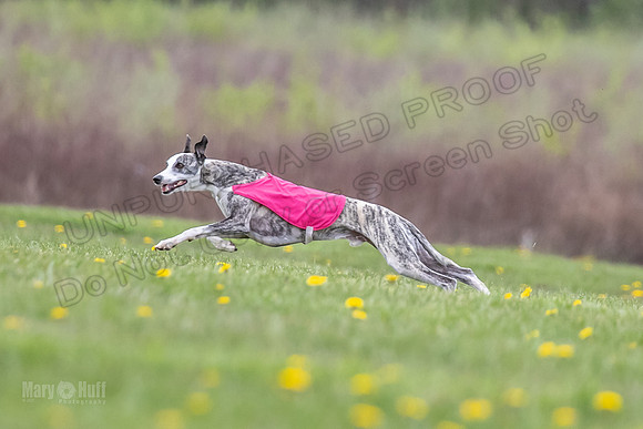 Finals Fch B1 Elan Arlo Arrow-9391