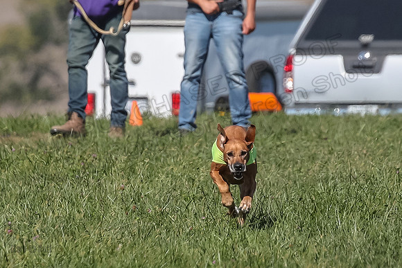 2 Finals Vet 1 Zayin Xena-8067