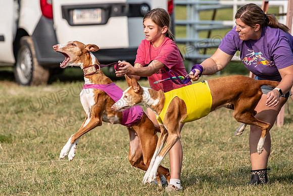 1prelims Vet 1prelim Izzy Dawn-3729