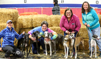 Whippet Group Shots