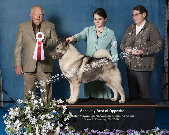 Elkhound 2020-1054-Edit