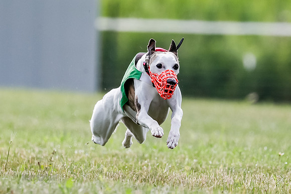 Puppy, Gambit-1608