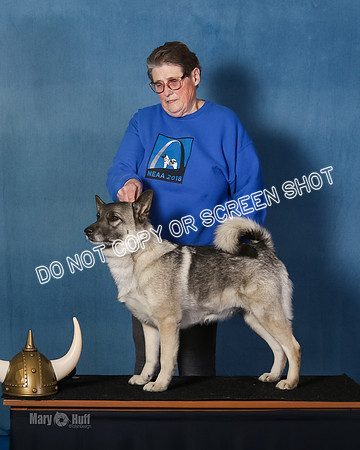 Elkhound 2020-1013