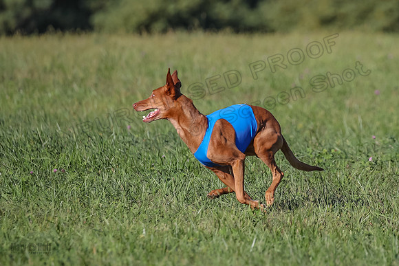1 Prelims Vet 1 Precious Cayper Copper-4356