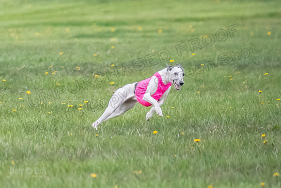 1 Prelim Open A3 Jethro Natasha Scarlet -6274