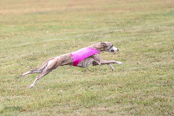 1 Prelims Open 1 AnnieOakley Fennec Zero-1230
