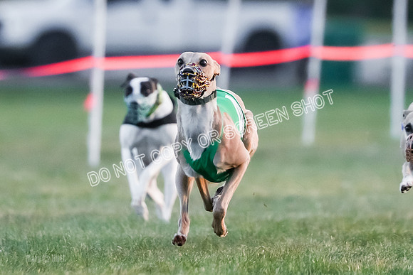 Prg 1, Race 5, Dandylion Cala Micky Sprig Arrow-9025