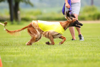 Finals Afghan Hound-1446