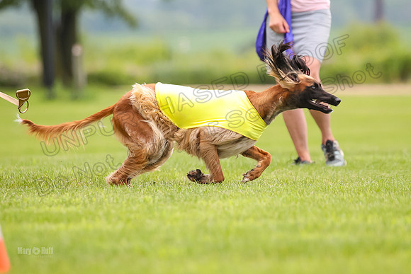 Finals Afghan Hound-1446