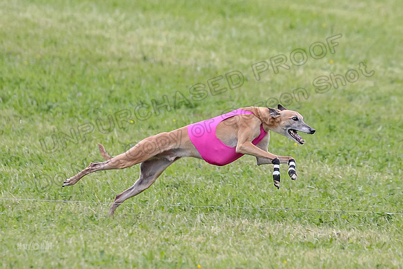 Prelim Veterans 4, Smokey Vulcan Justice-0194