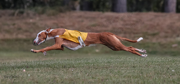 Finals Fch 2 Penny Willow-7953