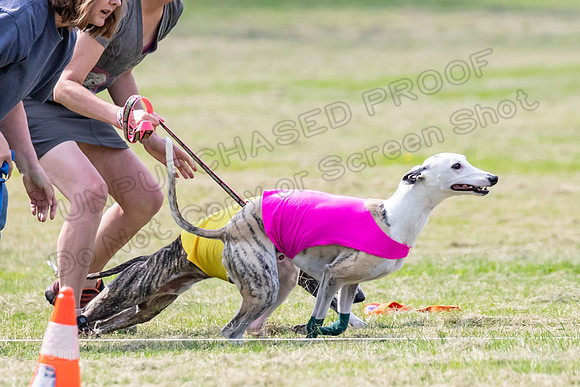 prelims Fch-Vet Arrow Wilson-7608