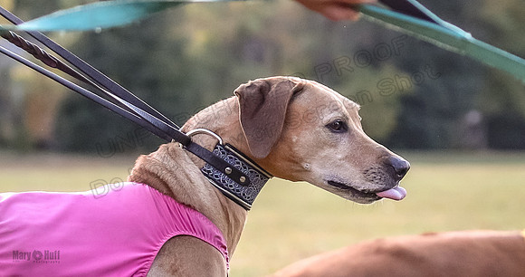 1 Prelims Vet Libby Xena-0434