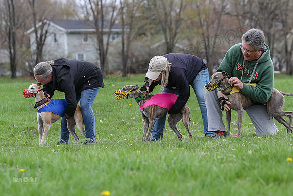 Finals Whippet Open-4670