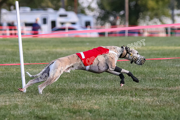 Prg 1, race 1, Arrow Blitz Rosie Floyd-0572