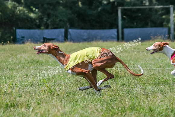 Prelim, Veteran 2, Dawn, Diva-8901