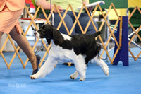 Puppy Dog 9-12