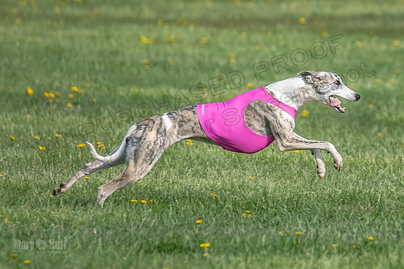 1Prelims Open E1 Boujee Riptide Zaza-0739
