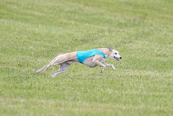 Prelim Open F4, Cosmo Damsel Archer-9360