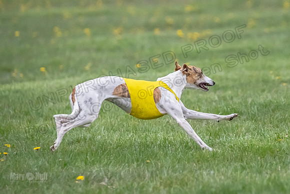 1 Prelim Open B1 Pearl Riptide Flower-6331