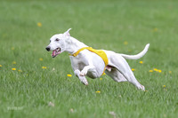 Prelims Whippet Veteran-4494