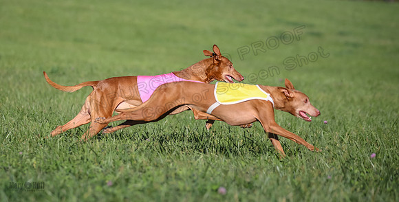 1 Prelims Vet 1 Precious Cayper Copper-4320
