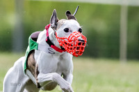 Puppy, Gambit-1611