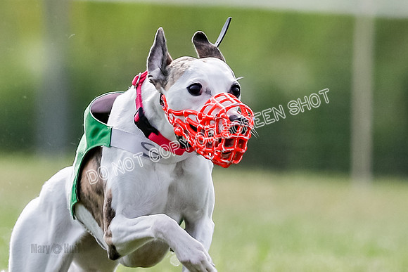 Puppy, Gambit-1611