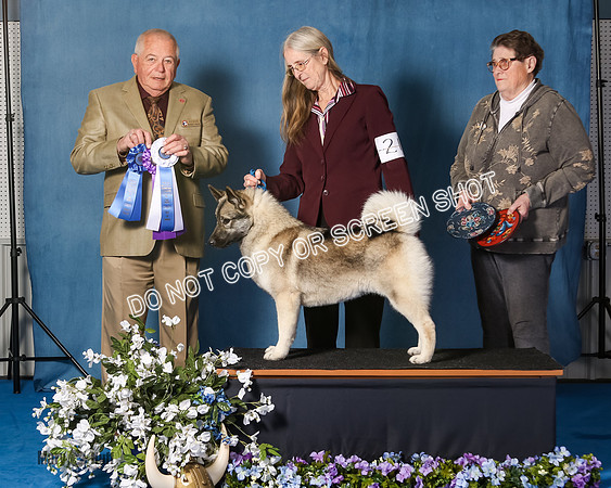 Elkhound 2020-1048