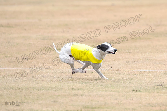 1Prelim Open 5 Petey Sue Cheese-3131