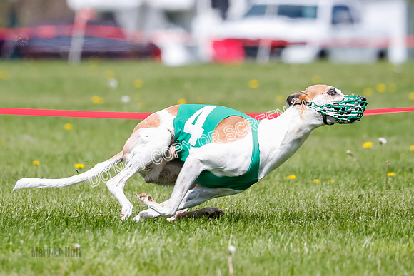 NOTRA Program 2, Race 6, Cinder Stormy Gibbs Shakespeare-2-7