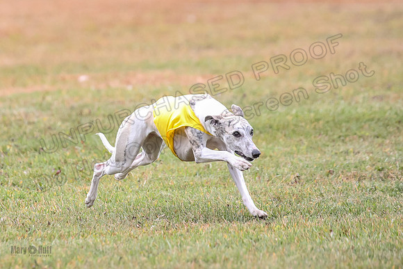 1 Prelims Open 1 AnnieOakley Fennec Zero-1221