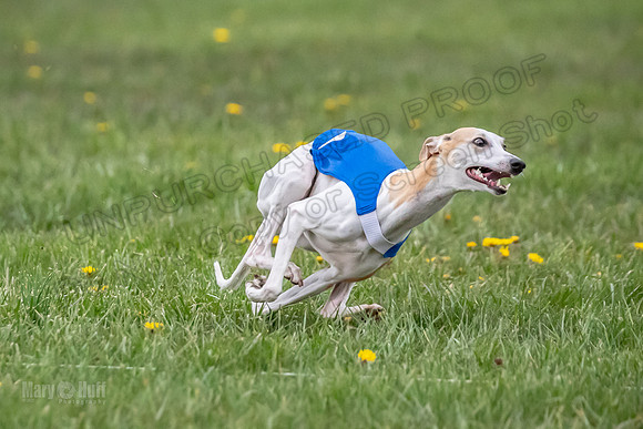 1 Prelim Open B1 Pearl Riptide Flower-6317