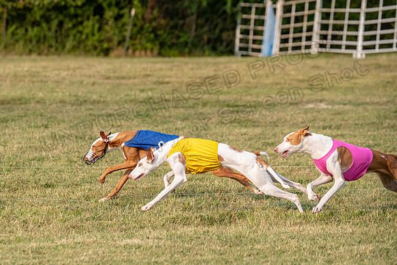 1prelims Fch 1prelim 1 Willow Fable Penny-3477