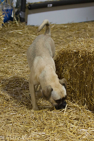 IMG_6790