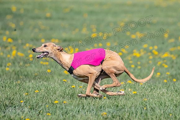 1Prelims Specials A4 Whisper Indy Crescent-1283