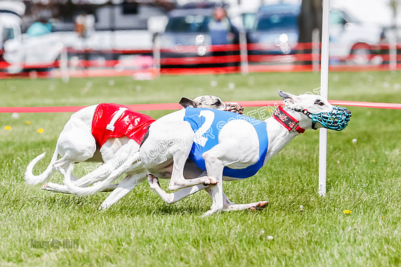 NOTRA Program 3, Race 3, Eddie Elvis Picanha Coyote-2-26