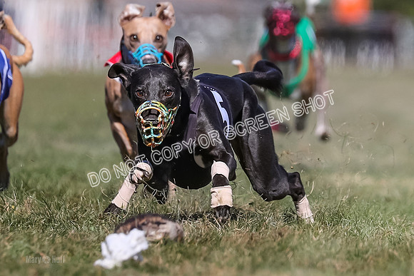 Prg 4, Race 5, Rasta Cammie Warrior Grim Buckwheat-0200