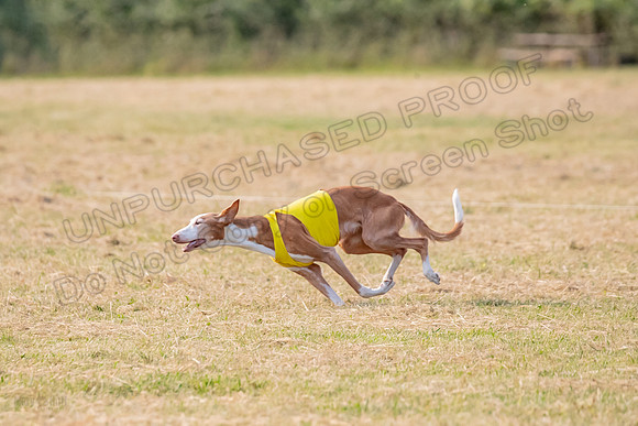 1prelims Vet 1prelim Izzy Dawn-3748