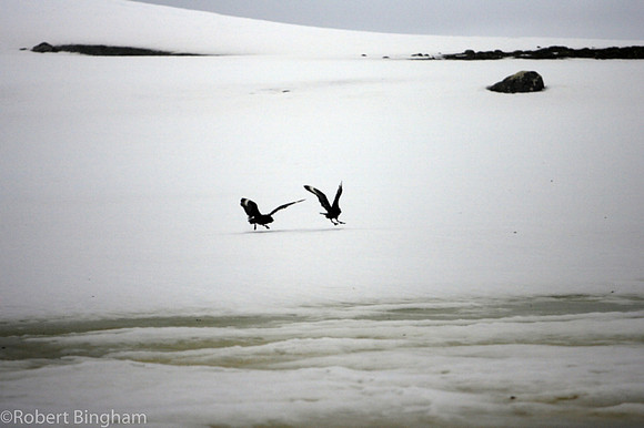 © Robert Bingham_073