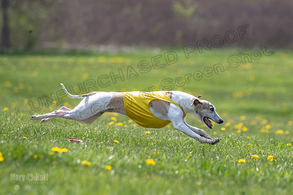 Finals Specials A4 Mica Carnie Marlee-4366