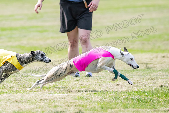 prelims Fch-Vet Arrow Wilson-7614