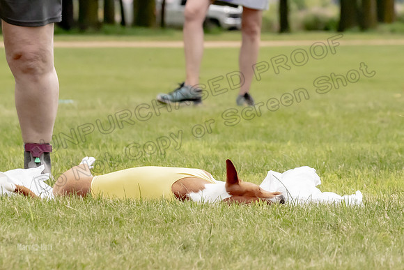 Finals Basenji-1370