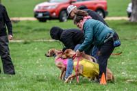 Rhodesian Ridgeback