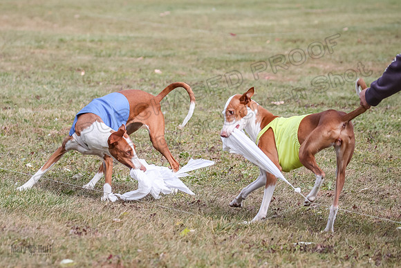 Finals Fch 1 Beastie Jadis Ginny-7921