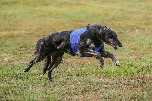 1 Prelims Vet Chase Imp Zip-0614
