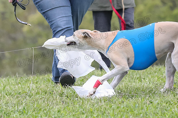 Finals Vets 2, Dora Nellie Akela-2324