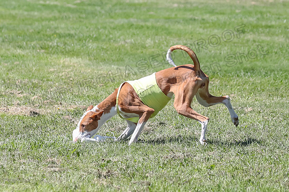 Finals Fch 2 Beastie Ginny-8328