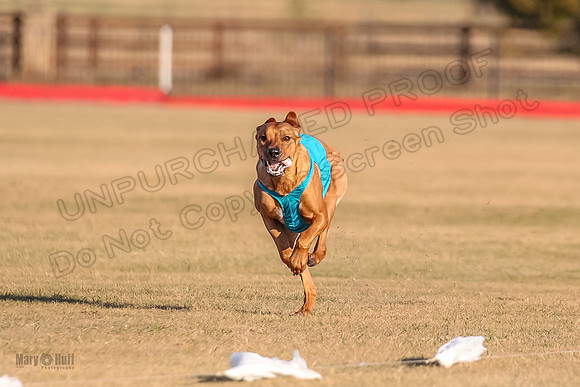 1prelims Open 1 Chief Coco Rein-9548