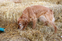 MCH50076